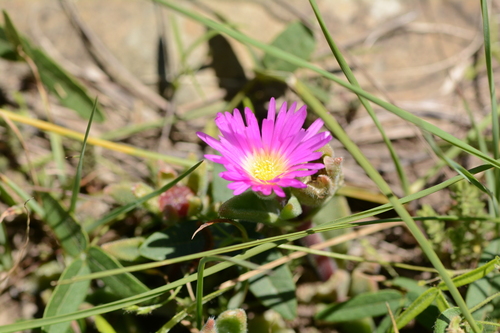 Delosperma sutherlandii (Sutherland's Ice Plant)
