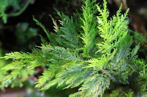 Thuidium tamariscinum (Common Tamarisk-moss)