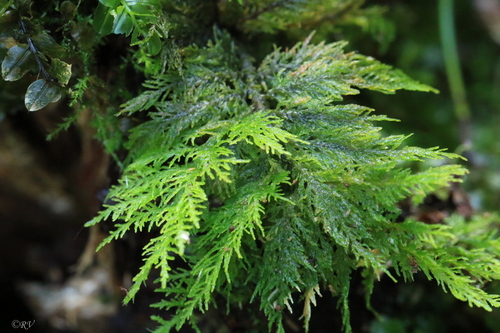 Thuidium tamariscinum (Common Tamarisk-moss)