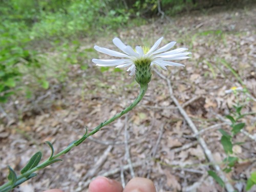 Symphyotrichum patens (late purple aster)
