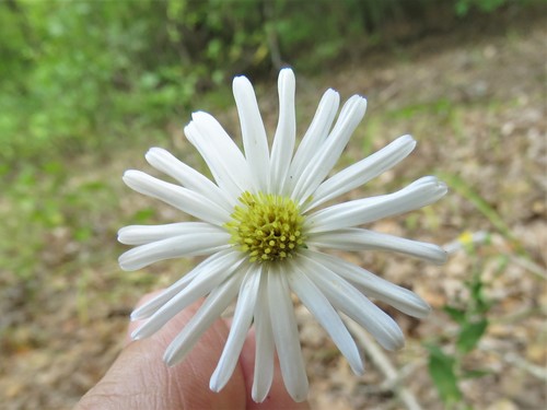 Symphyotrichum patens (late purple aster) (alternate view 2)