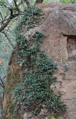 Trachelospermum (alternate view 5)