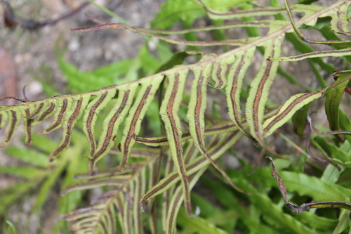 Oceaniopteris cartilaginea (hammock fern)