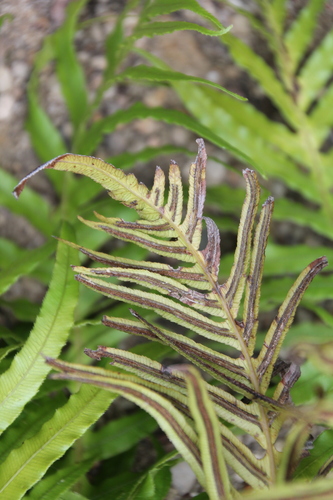Oceaniopteris cartilaginea (hammock fern) (alternate view 2)