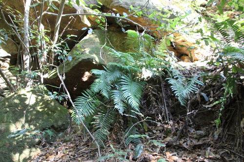Oceaniopteris cartilaginea (hammock fern) (alternate view 3)