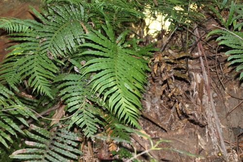 Oceaniopteris cartilaginea (hammock fern) (alternate view 4)