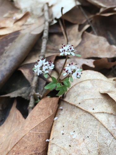 Erigenia bulbosa (harbinger of spring)