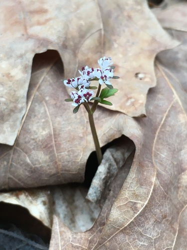 Erigenia bulbosa (harbinger of spring) (alternate view 2)