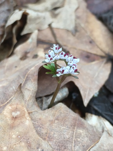 Erigenia bulbosa (harbinger of spring) (alternate view 3)