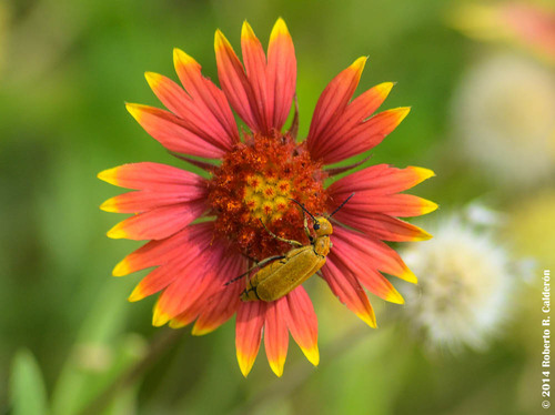 Gaillardia pulchella (firewheel)