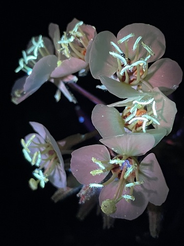 Chylismia claviformis (Browneyes) (alternate view 10)