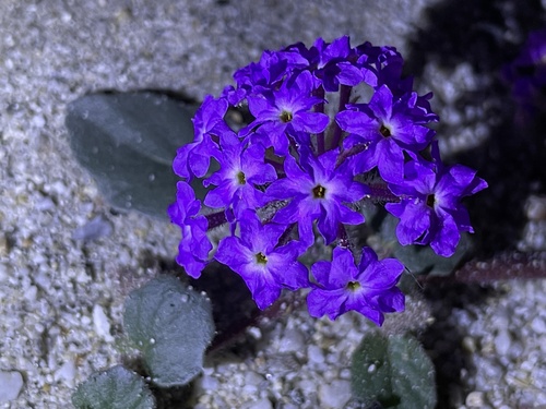Abronia villosa (desert sand verbena) (alternate view 4)