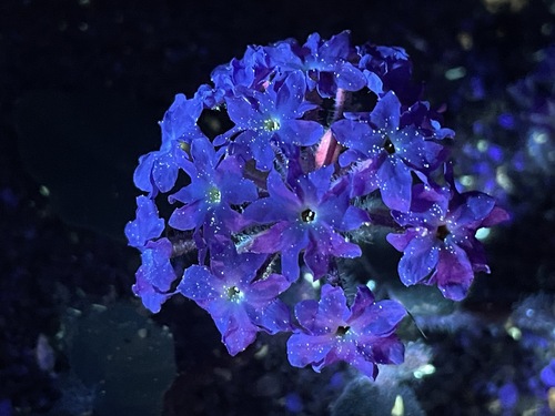 Abronia villosa (desert sand verbena) (alternate view 3)