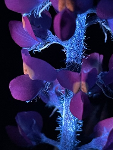 Lupinus arizonicus (Arizona lupine) (alternate view 2)