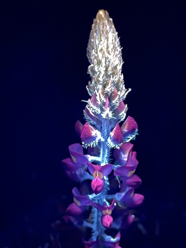 Lupinus arizonicus (Arizona lupine)