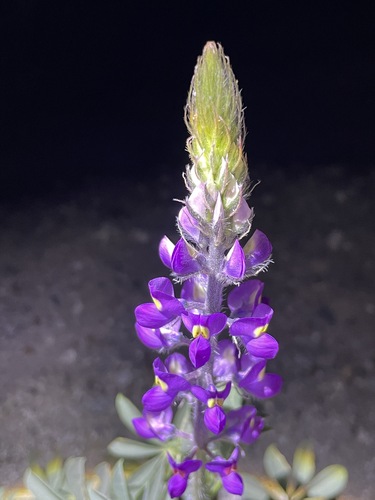 Lupinus arizonicus (Arizona lupine) (alternate view 3)
