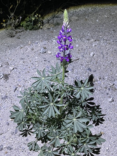 Lupinus arizonicus (Arizona lupine) (alternate view 4)