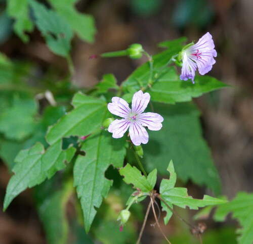Geranium nodosum (alternate view 5)