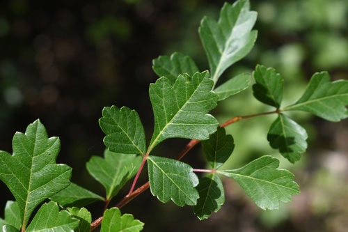 Rhus trilobata (Skunkbush Sumac) (alternate view 7)
