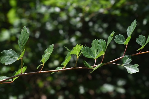 Rhus trilobata (Skunkbush Sumac) (alternate view 8)