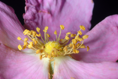 Rosa carolina (Carolina rose)