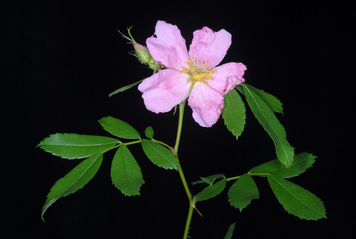 Rosa carolina (Carolina rose) (alternate view 3)