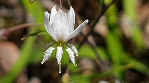 Arthropodium candidum (White Rock Lily)