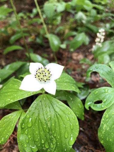 Cornus canadensis (bunchberry) (alternate view 7)