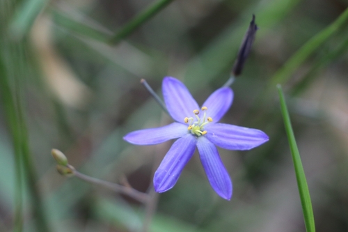 Thelionema caespitosum (Tufted Blue Lily) (alternate view 4)