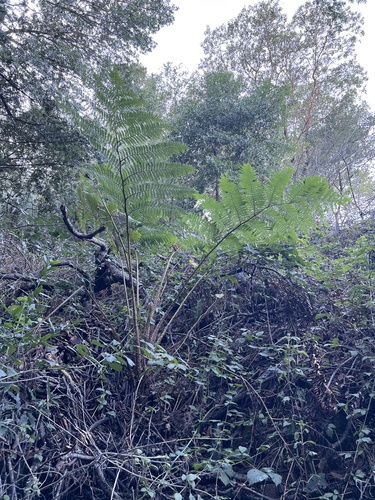 Sphaeropteris cooperi (Scaly Tree Fern) (alternate view 3)