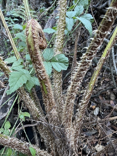 Sphaeropteris cooperi (Scaly Tree Fern) (alternate view 4)