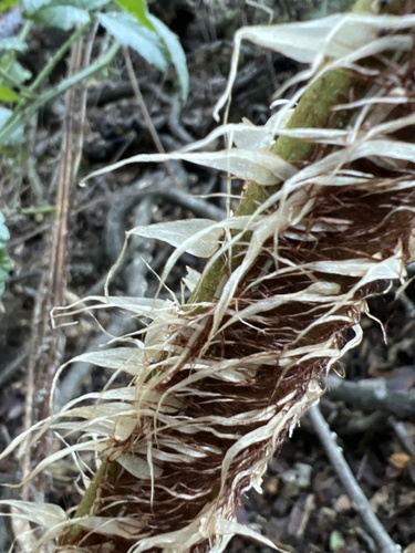 Sphaeropteris cooperi (Scaly Tree Fern) (alternate view 5)