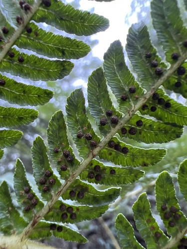 Sphaeropteris cooperi (Scaly Tree Fern)