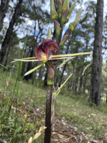 Cryptostylis leptochila (small tongue-orchid)