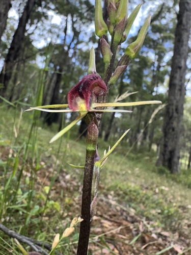 Cryptostylis leptochila (small tongue-orchid) (alternate view 2)