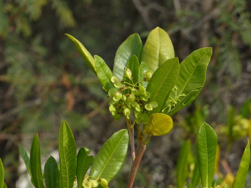 Dodonaea viscosa (Akeake)
