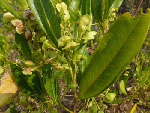 Dodonaea viscosa (Akeake)