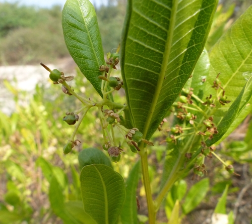Dodonaea viscosa (Akeake)