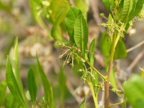 Dodonaea viscosa (Akeake)