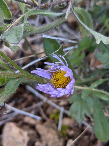 Erigeron divergens (spreading fleabane) (alternate view 5)