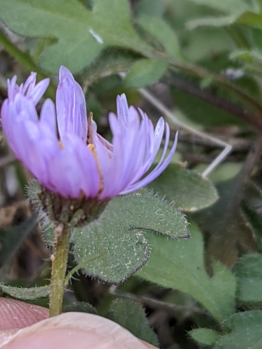 Erigeron divergens (spreading fleabane) (alternate view 6)