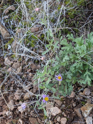 Erigeron divergens (spreading fleabane) (alternate view 7)