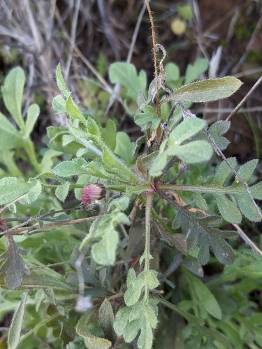 Erigeron divergens (spreading fleabane) (alternate view 8)