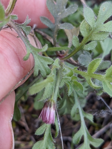 Erigeron divergens (spreading fleabane) (alternate view 9)