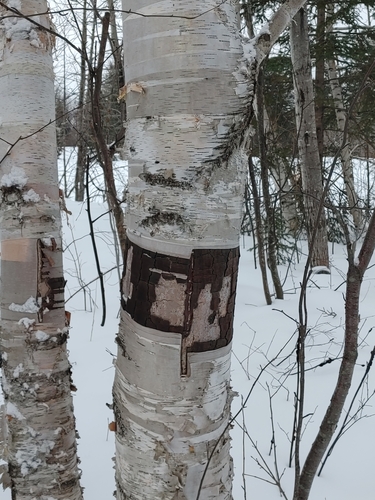Betula papyrifera (paper birch) (alternate view 10)