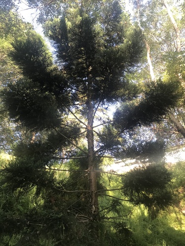 Araucaria cunninghamii (Hoop pine) (alternate view 3)