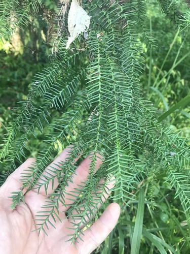 Araucaria cunninghamii (Hoop pine) (alternate view 4)