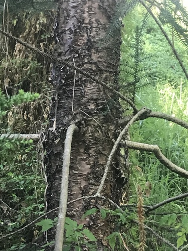 Araucaria cunninghamii (Hoop pine) (alternate view 5)