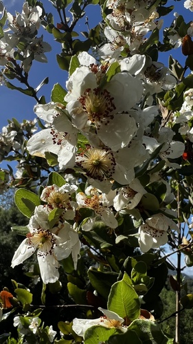 Eucryphia cordifolia (eucryphia) (alternate view 10)