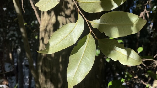 Castanopsis cuspidata (Japanese Chinquapin)